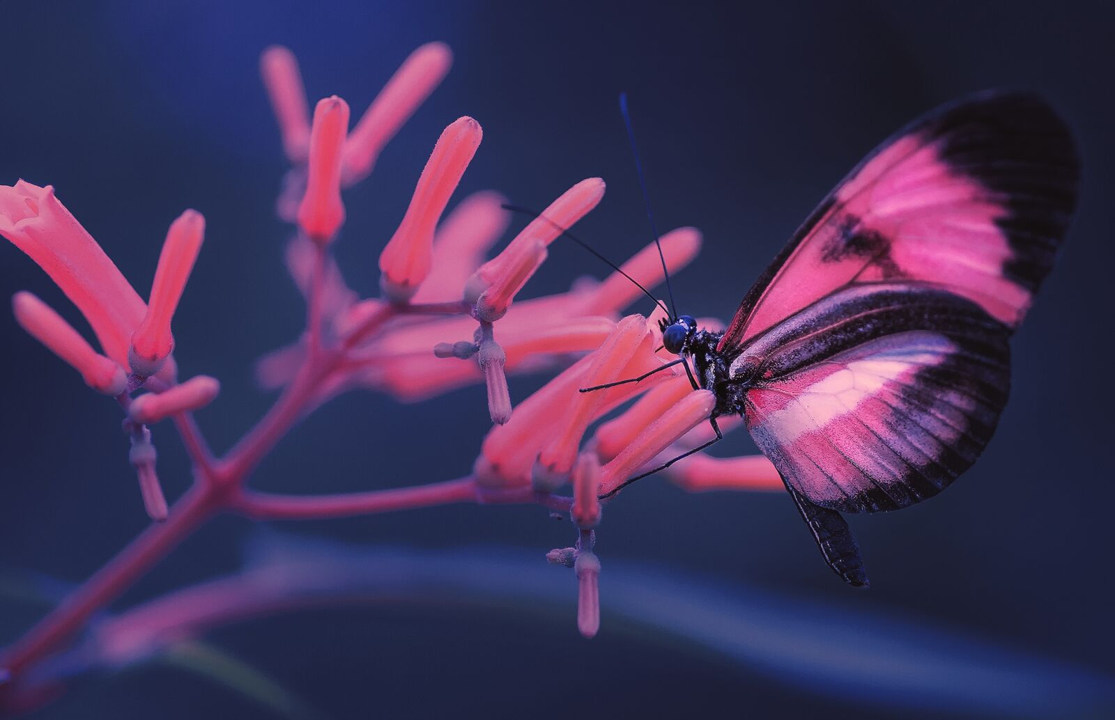 Nikon D7200 sample photo. Macro, butterfly, insect photography