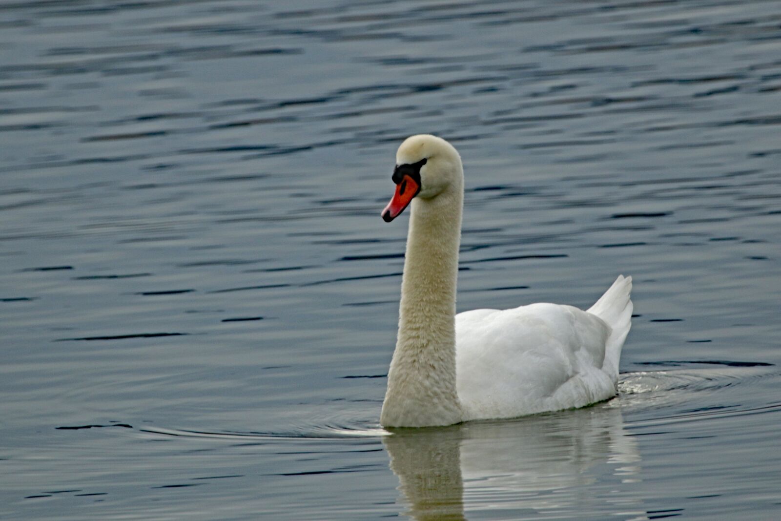 Canon EF 100-400mm F4.5-5.6L IS USM sample photo. Swan, water, lake photography