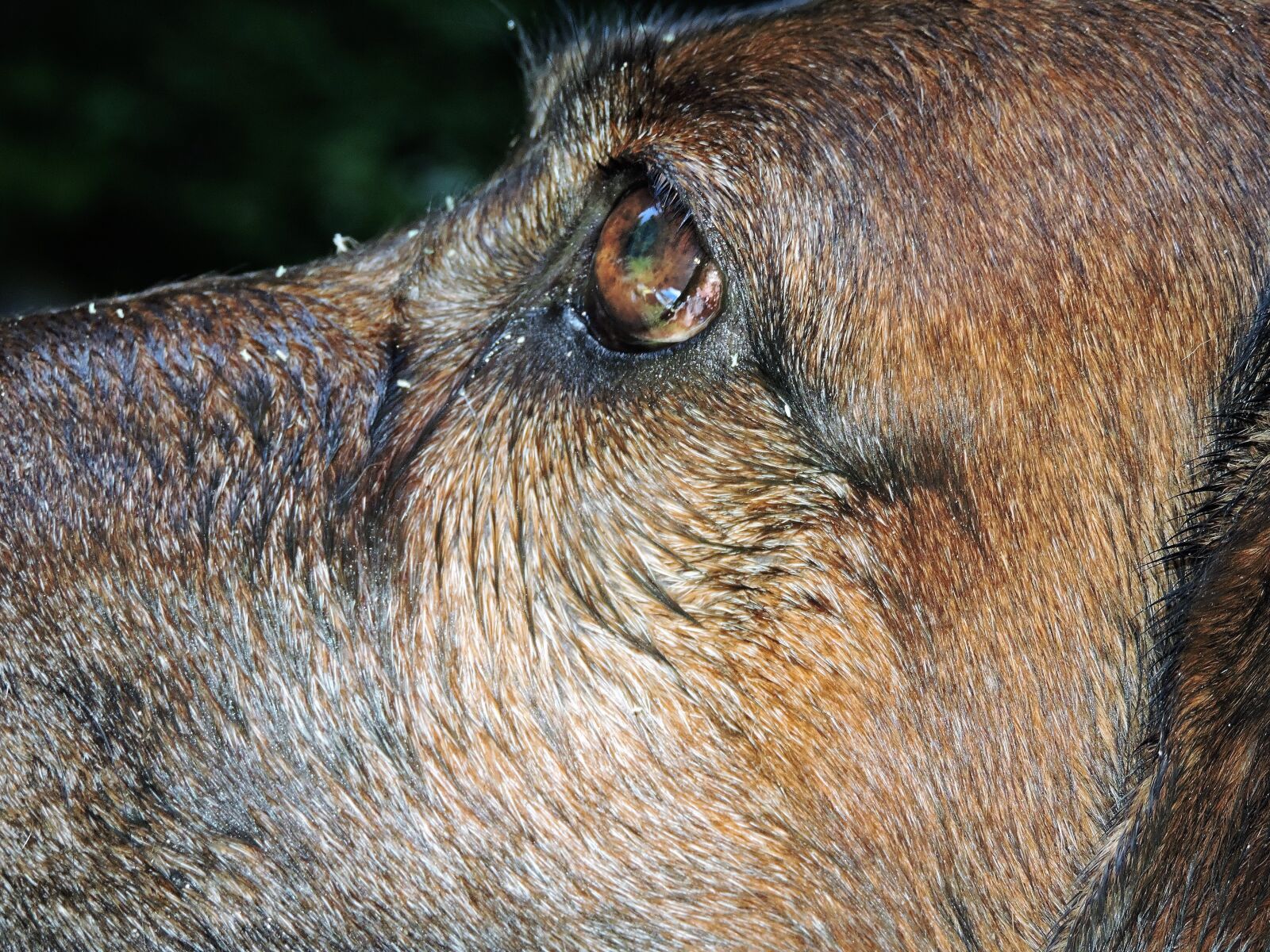 Nikon Coolpix P530 sample photo. Hunting dog, faithful look photography