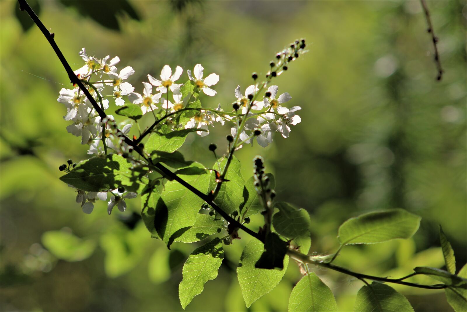 Canon EF75-300mm f/4-5.6 sample photo. Tree, nature, flora photography