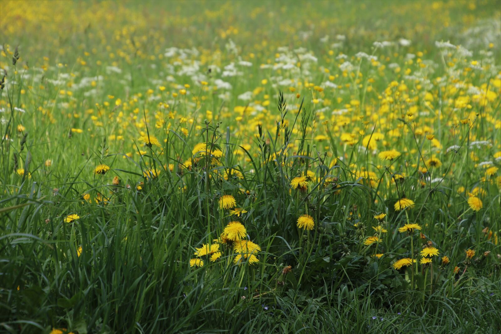 Canon EOS 80D sample photo. Grass, meadow, dandelion photography
