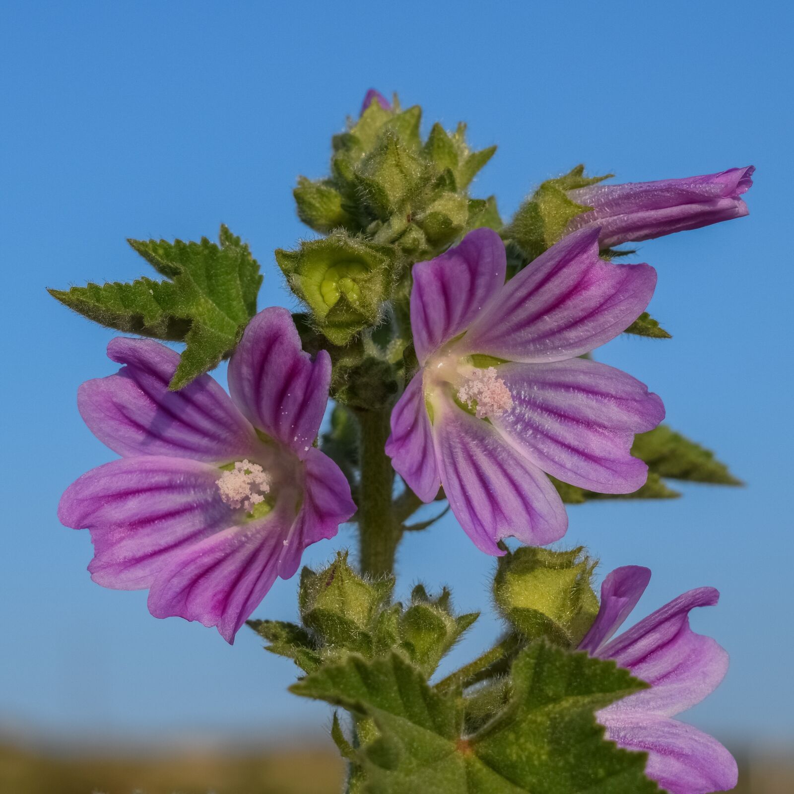 Nikon D3300 sample photo. Malva sylvestris, wildflower, nature photography