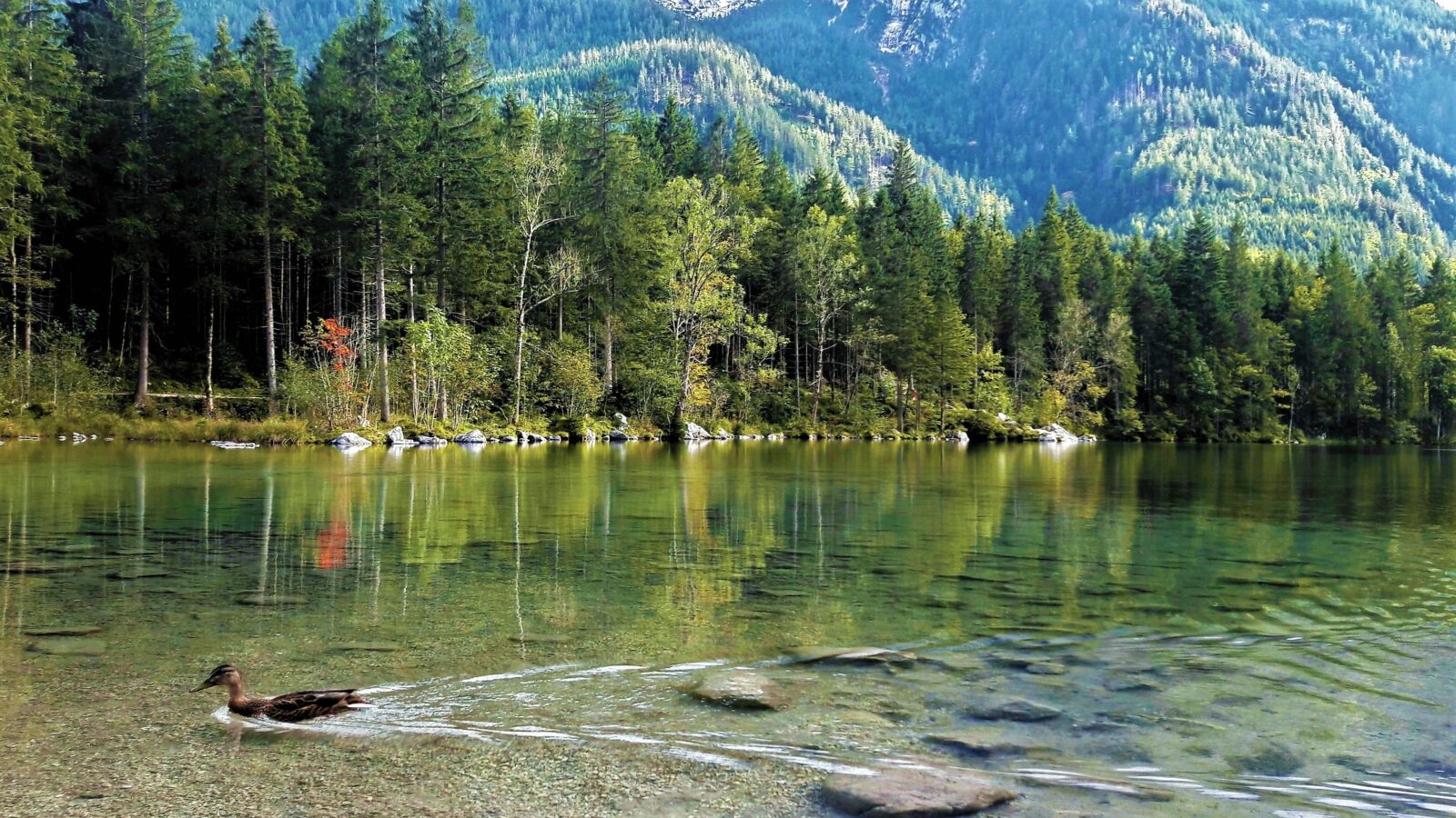 Samsung Galaxy A5(2016) sample photo. Bergsee, duck, lake photography