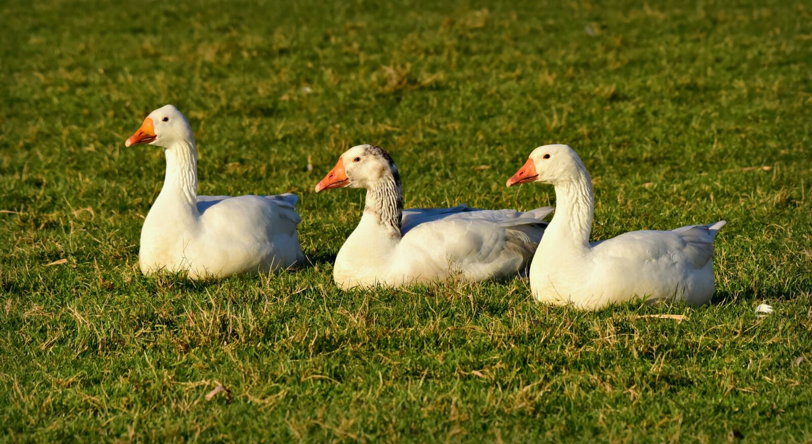 Nikon D750 sample photo. Goose, water bird, water photography