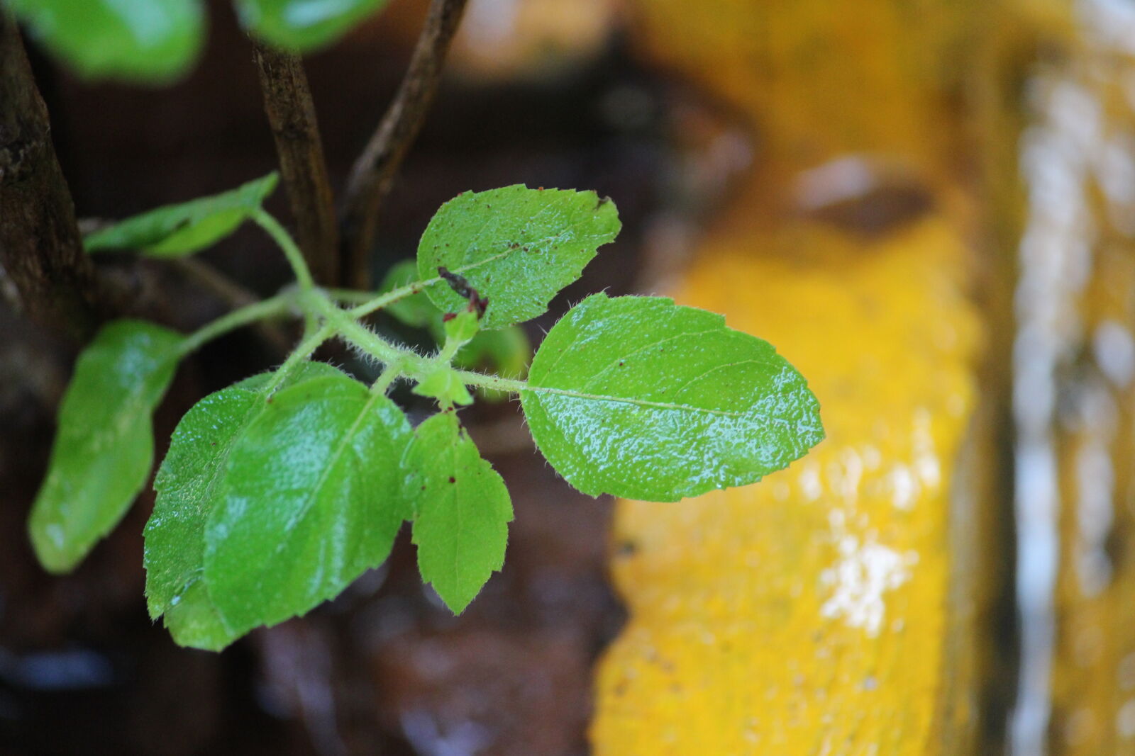 Canon EOS 700D (EOS Rebel T5i / EOS Kiss X7i) sample photo. B4bharani, close, up, leaf photography