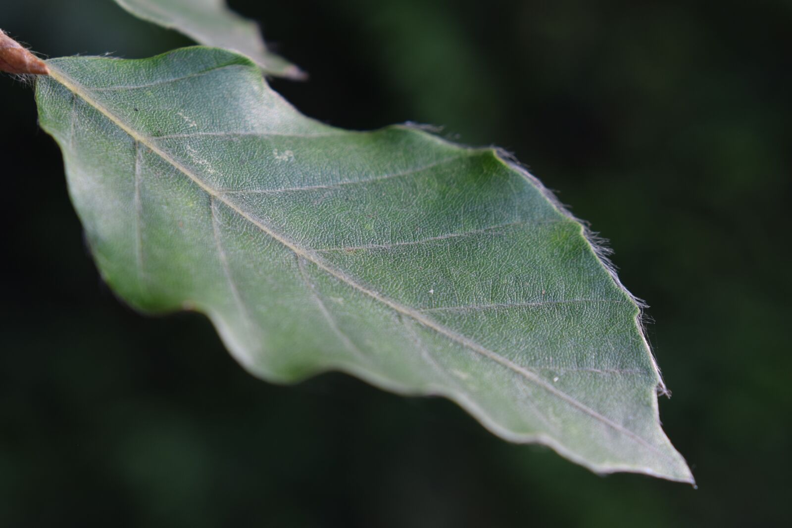 Nikon D3300 sample photo. Leaf, close up, green photography