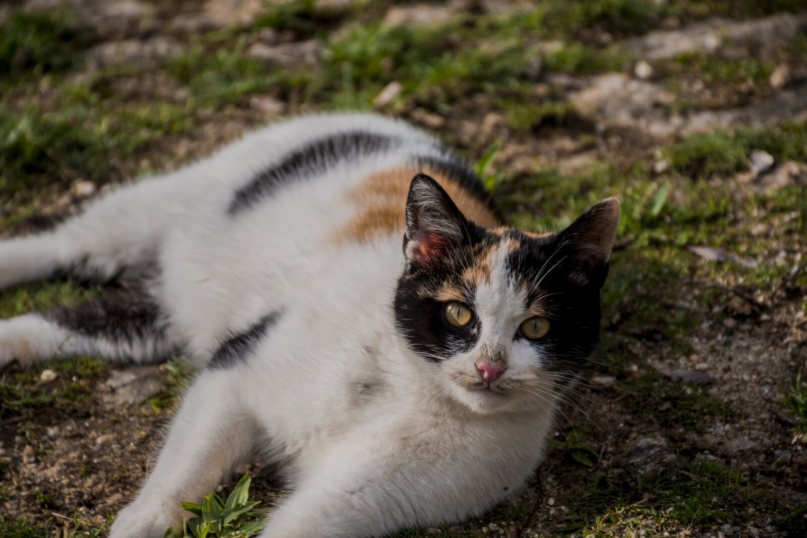 Nikon D5600 sample photo. Mammals, nature, cute photography