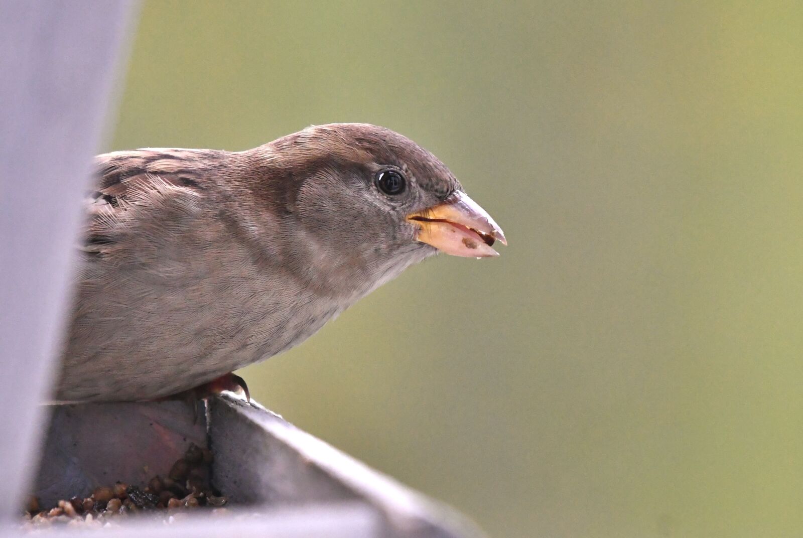 Nikon D500 sample photo. Mus, bird, by photography