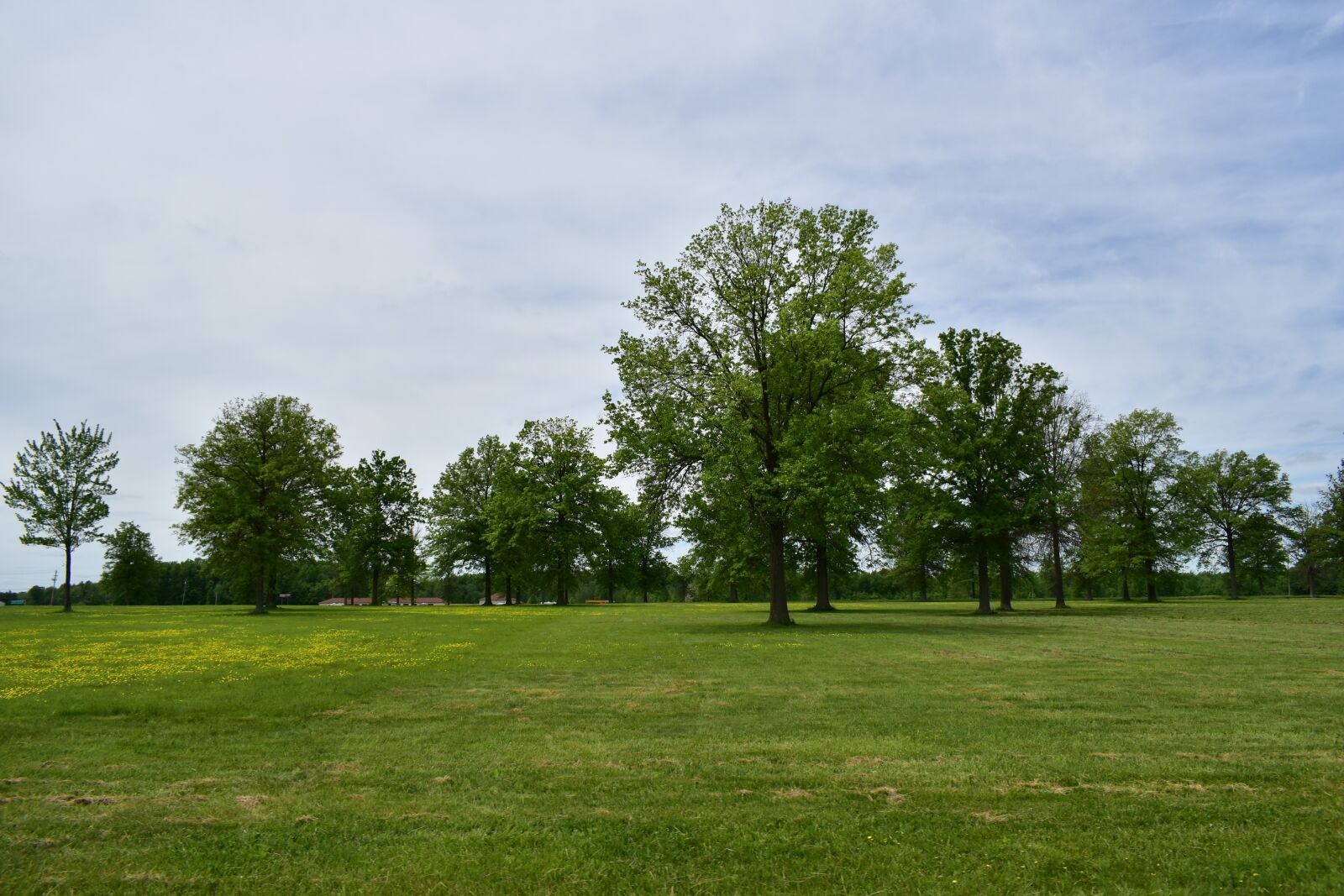 Nikon D5600 sample photo. Trees, grass, land photography