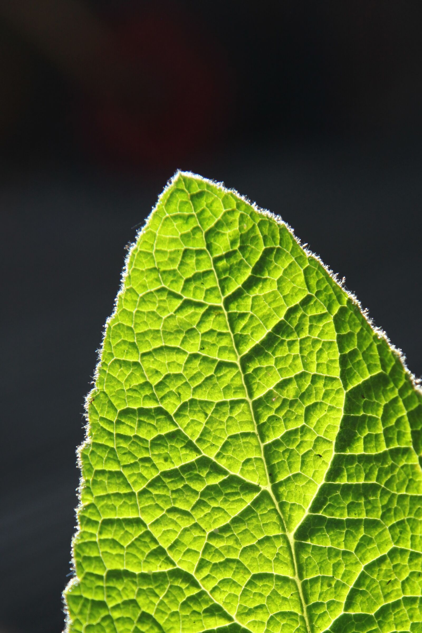 Canon EOS 5D Mark II sample photo. Leaf, green, nature photography