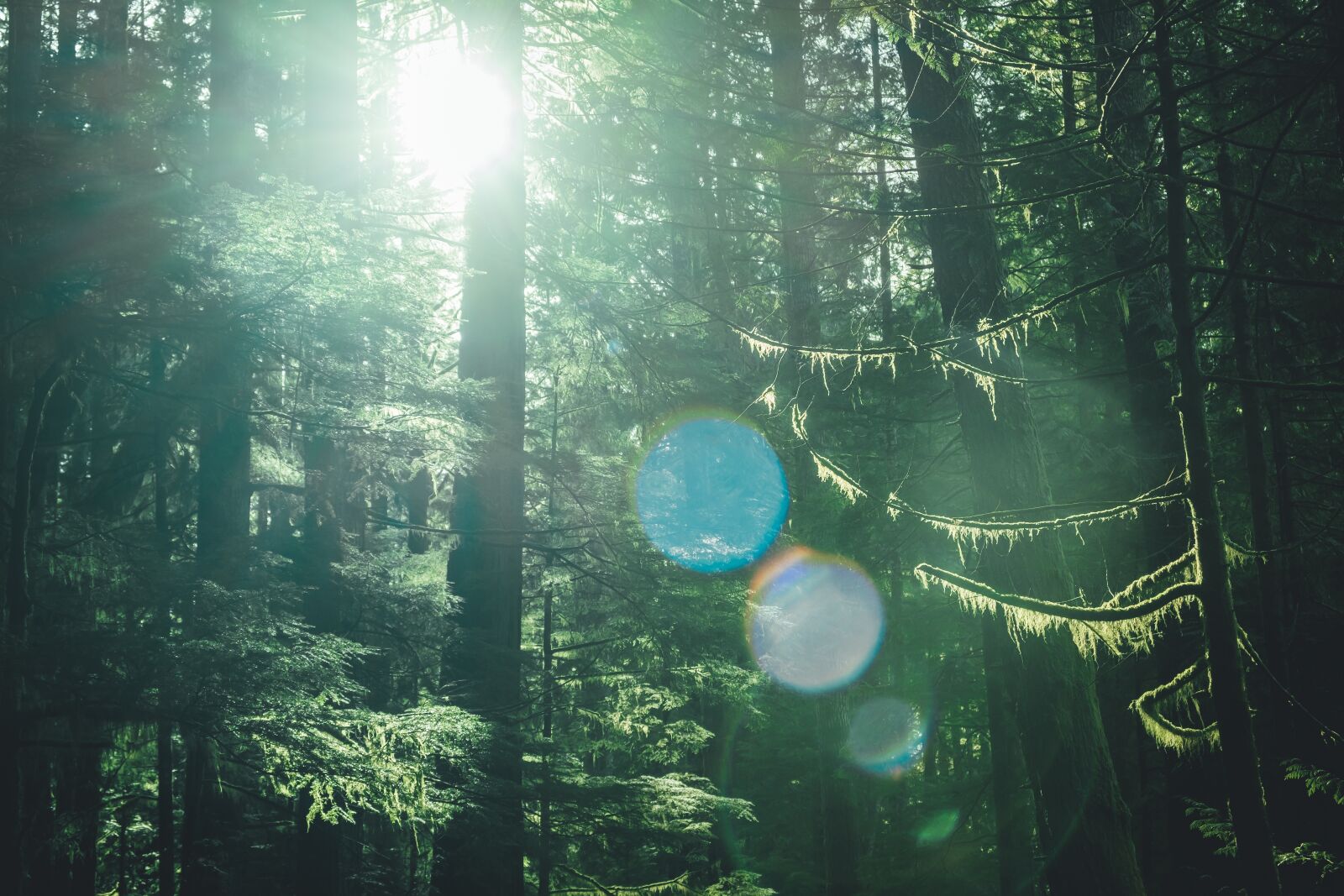 Fujifilm X-T3 sample photo. Trees, foliage, forest photography