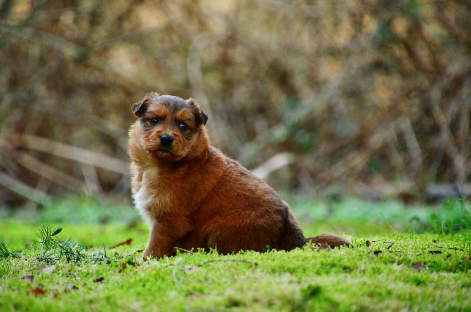 Nikon D5100 sample photo. Puppy, fat, chubby photography