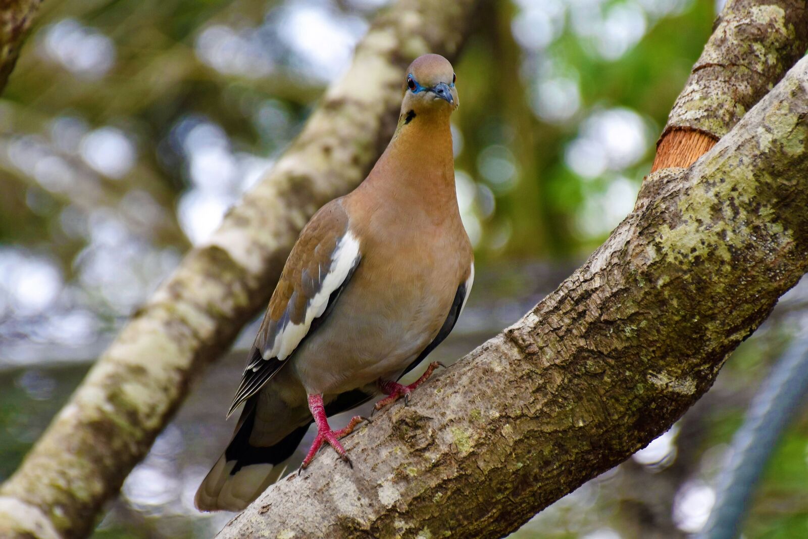 Nikon D5500 sample photo. Dove, bird, pigeon photography