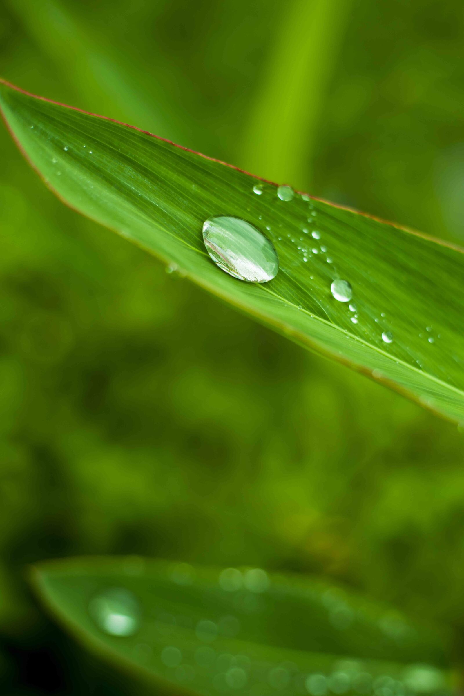 Canon EOS 5D Mark IV sample photo. Bamboo leaves, plant, foliage photography