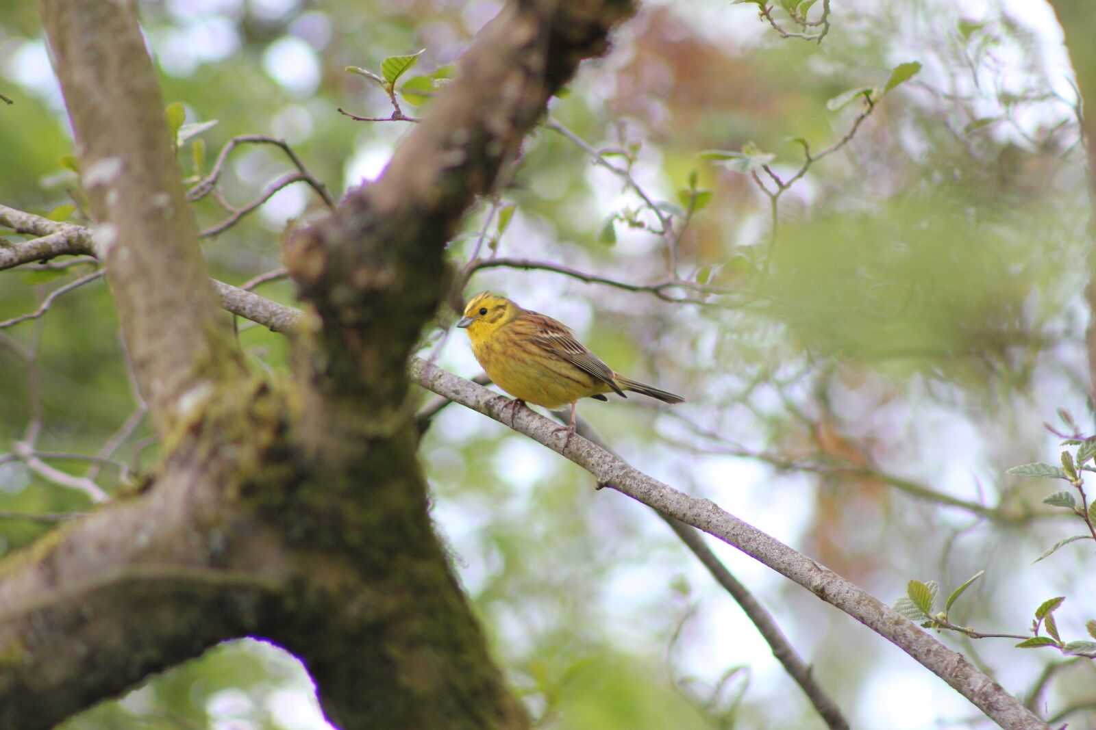 Canon EOS 550D (EOS Rebel T2i / EOS Kiss X4) sample photo. Bird, yellowhammer, yellow bunting photography