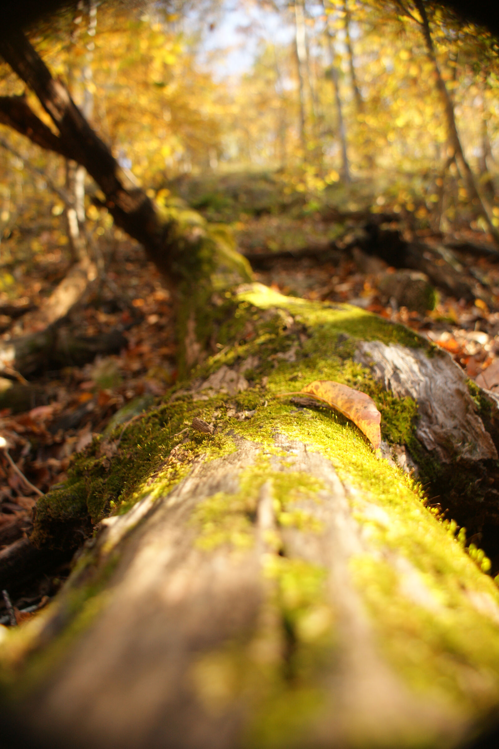 Sony Alpha DSLR-A350 sample photo. Close, up, fall, fallen photography
