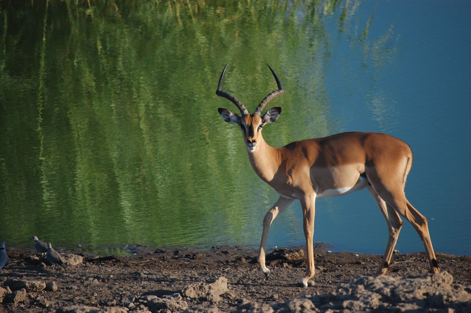 Nikon D40 sample photo. Namibia, etosha, africa photography