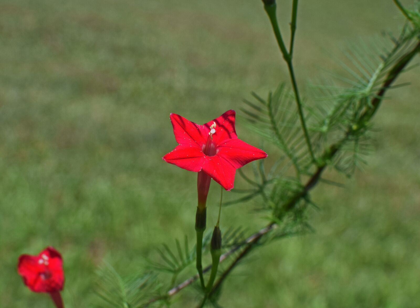 Nikon D3300 sample photo. Red cyprus vine, flower photography