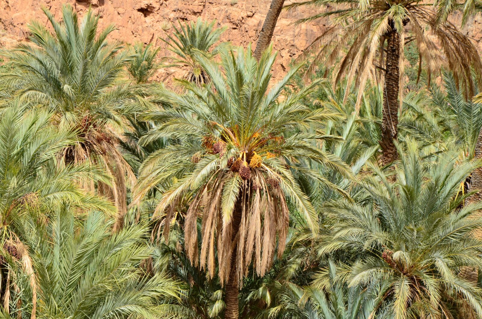 Nikon D5100 sample photo. Palm trees, desert, oasis photography