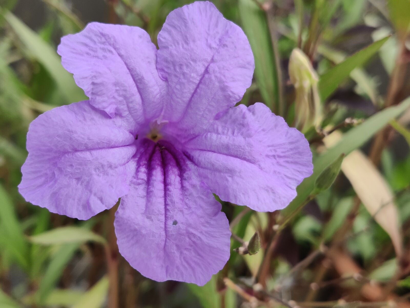 OnePlus AC2001 sample photo. Purple flower, petals, cute photography
