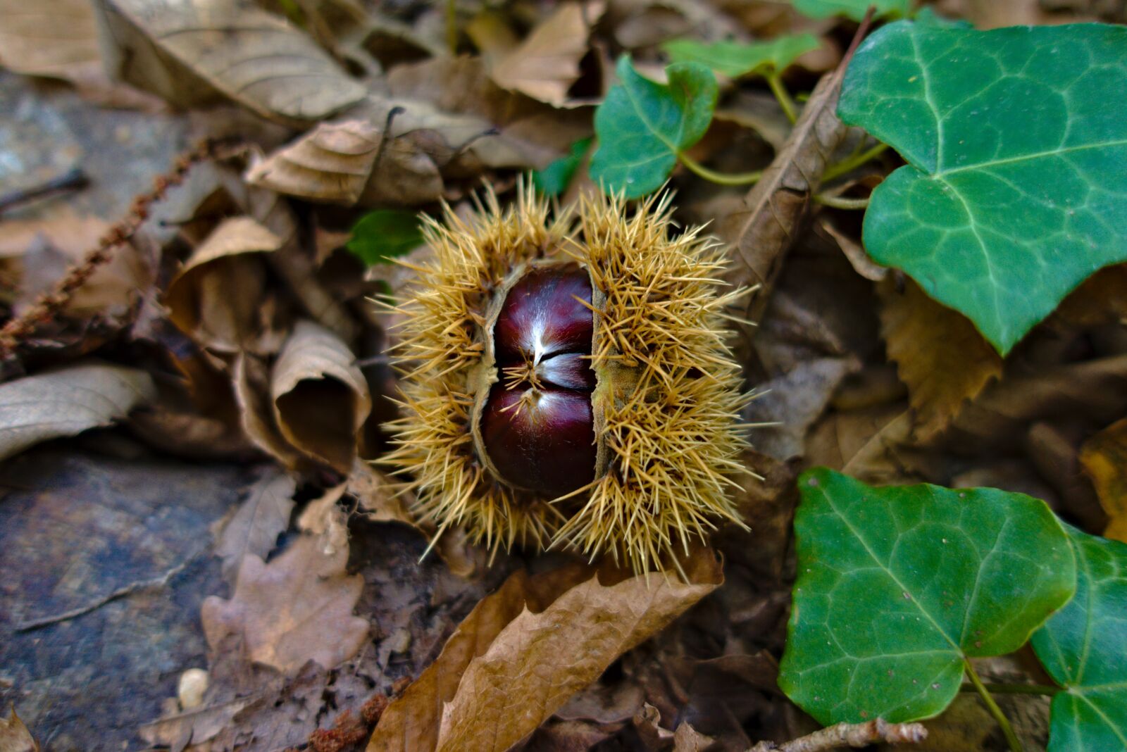 Sony DSC-RX100M5A sample photo. Chestnut, fall, nature photography