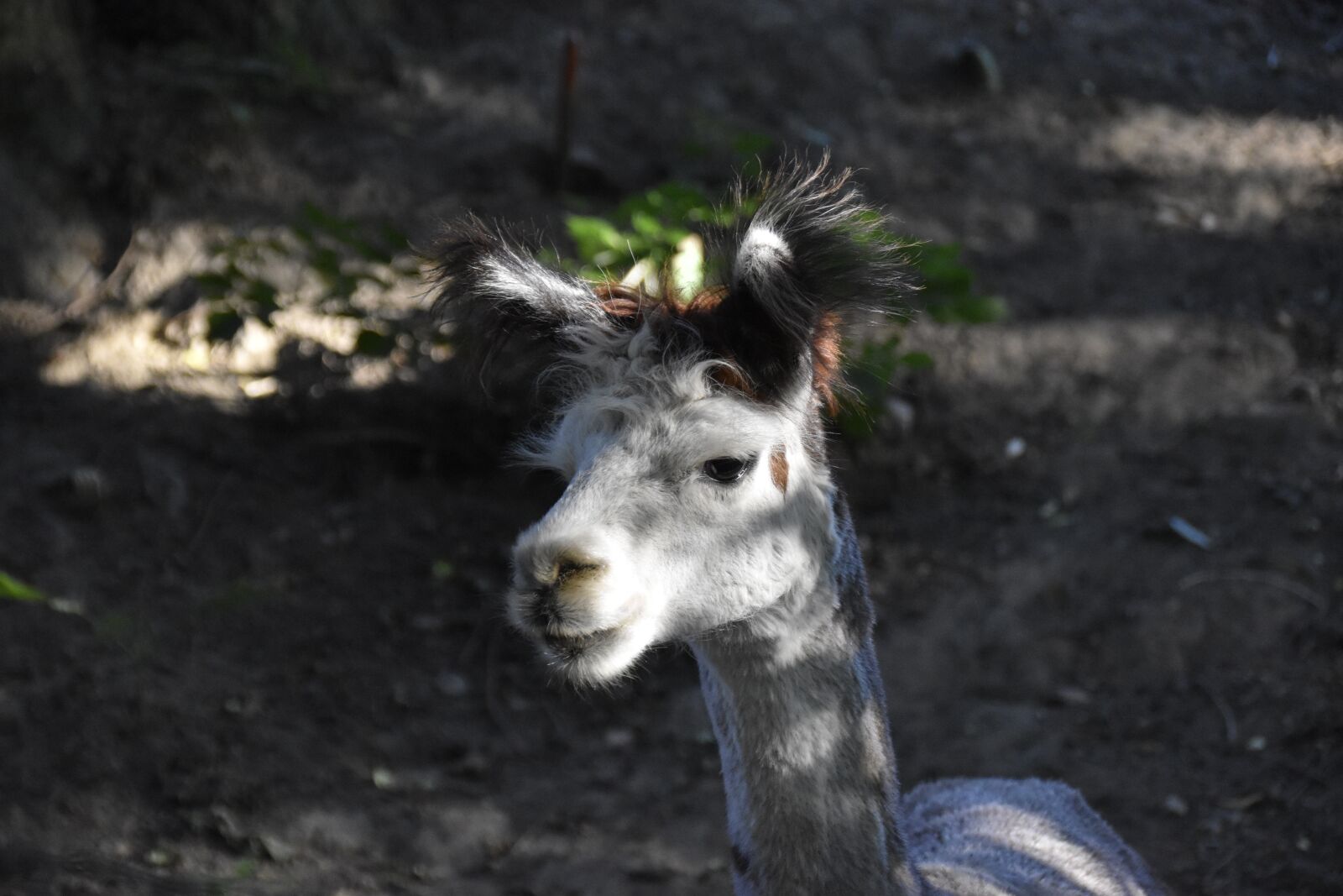 Nikon D5600 sample photo. Alpaca, male alpaca group photography