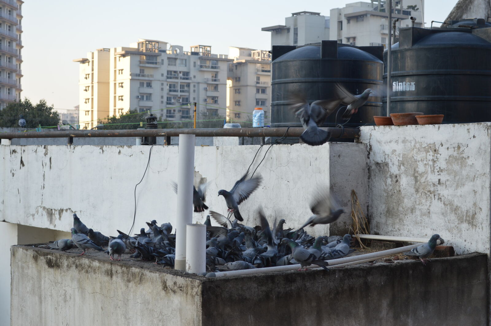 Nikon D3200 sample photo. Birds photography