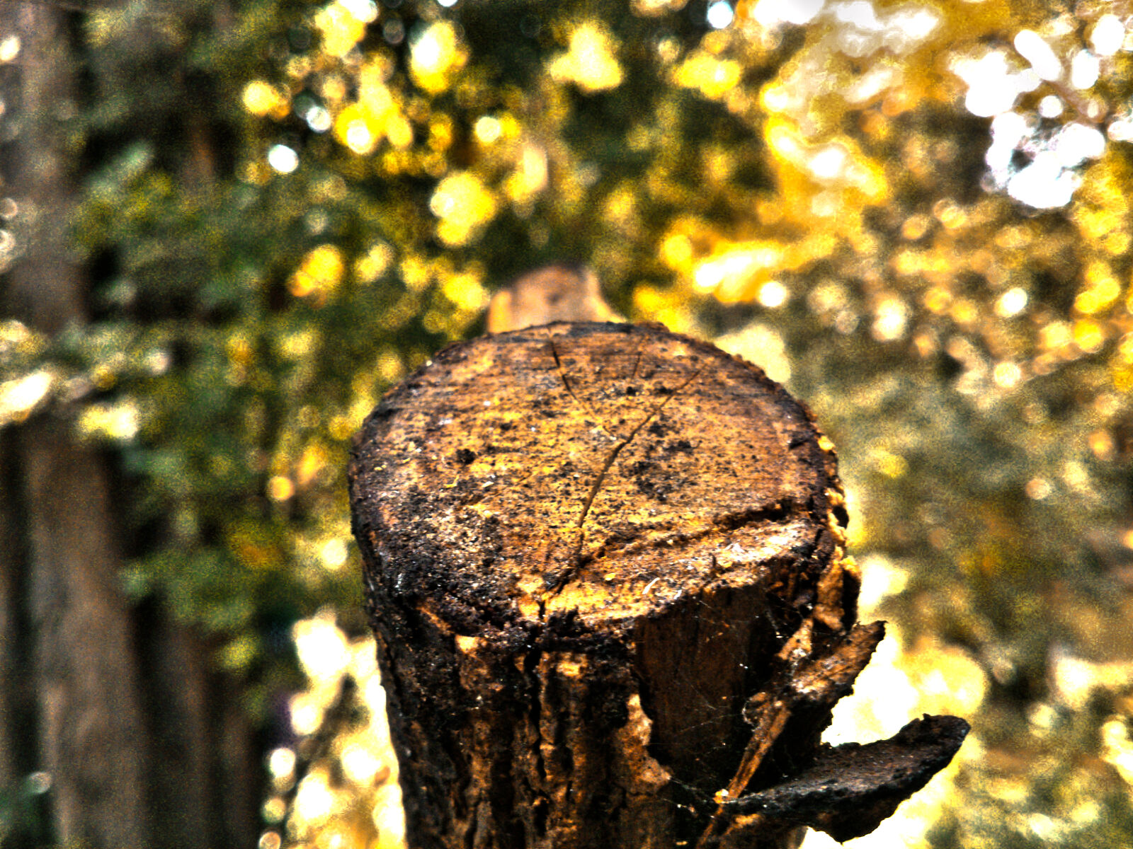 Sony Xperia P sample photo. Beautiful, forest, nature, wood photography