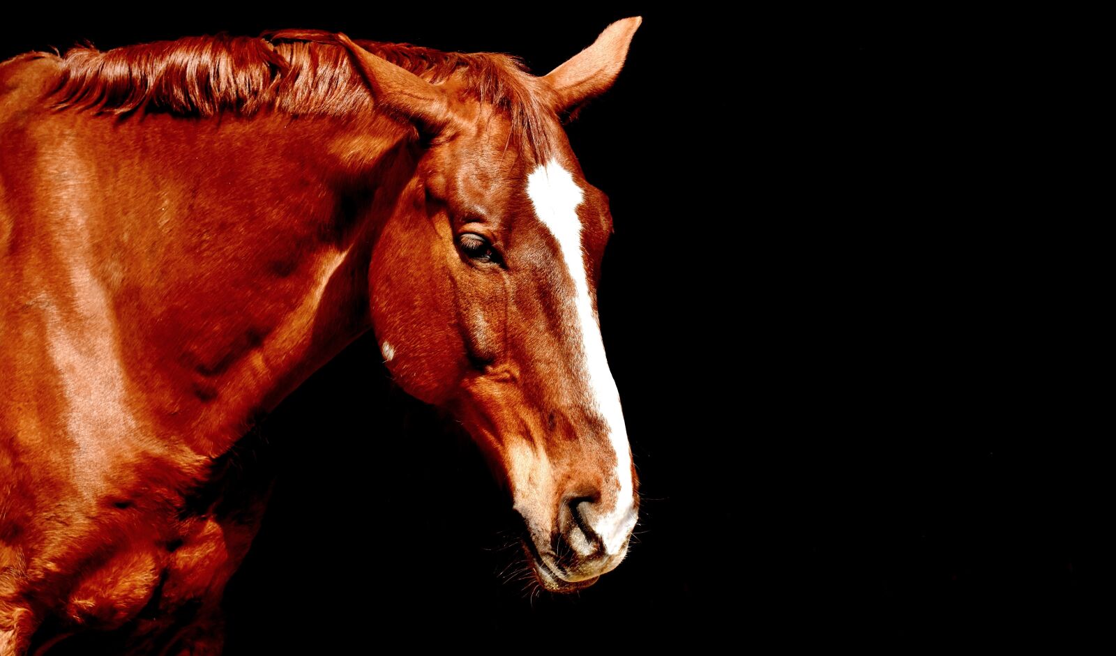 Nikon D7200 sample photo. Horse, brown, portrait photography