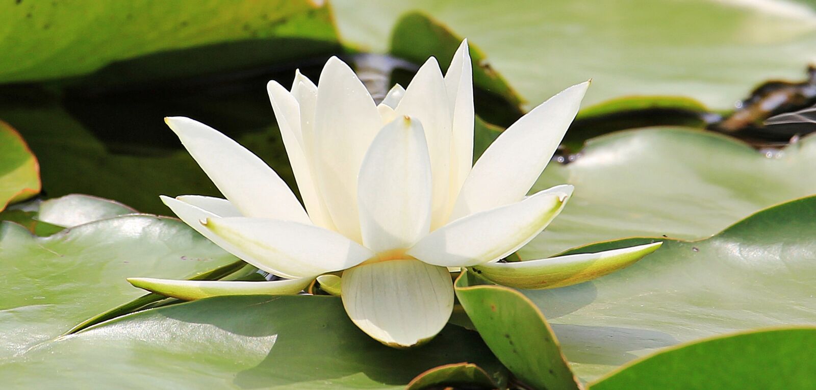 Canon EOS 550D (EOS Rebel T2i / EOS Kiss X4) sample photo. Water lily, nuphar lutea photography