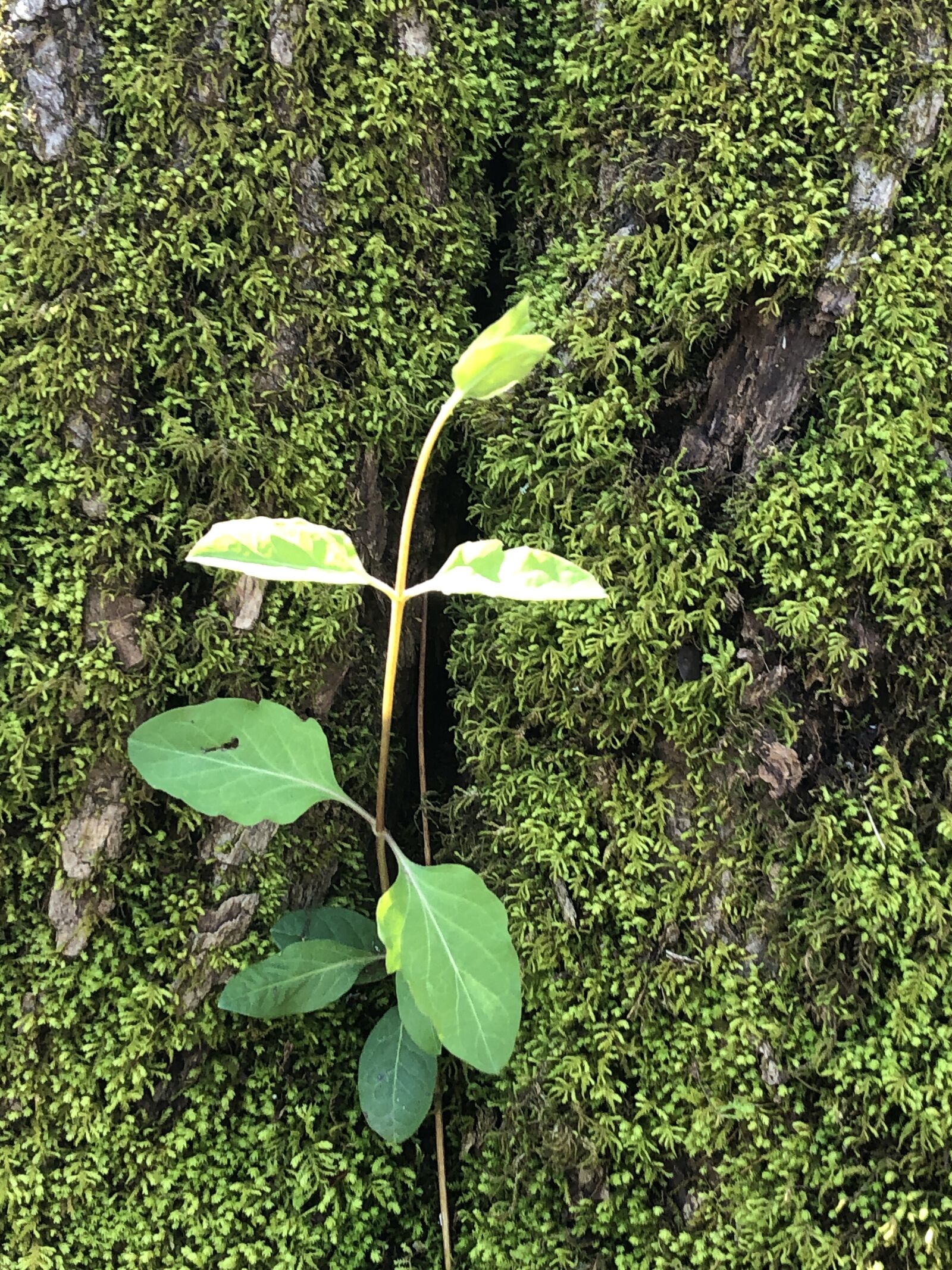 iPhone 8 Plus back dual camera 3.99mm f/1.8 sample photo. Sprout, seedlings, hope photography