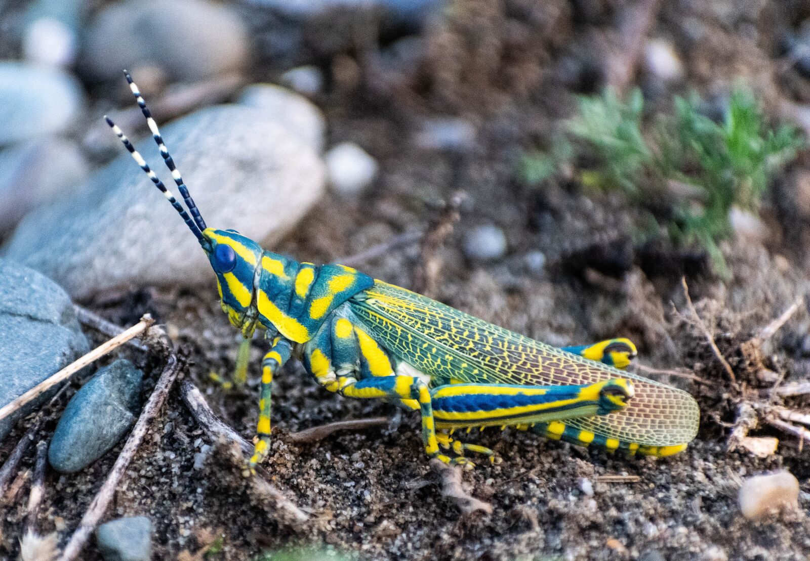 Nikon D3300 sample photo. Locust, insect, grasshopper photography