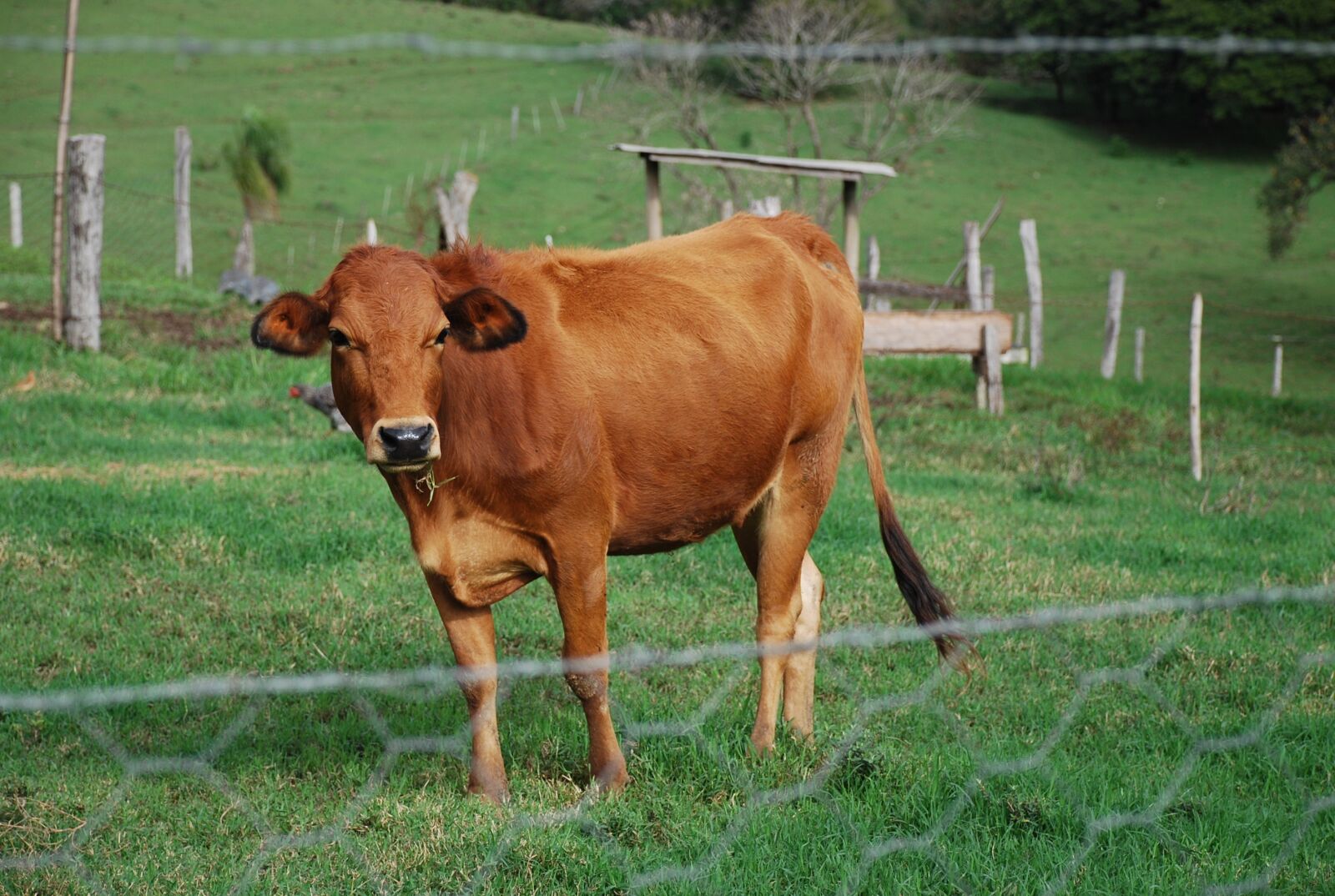 Nikon D40X sample photo. Boi, pasture, rural photography