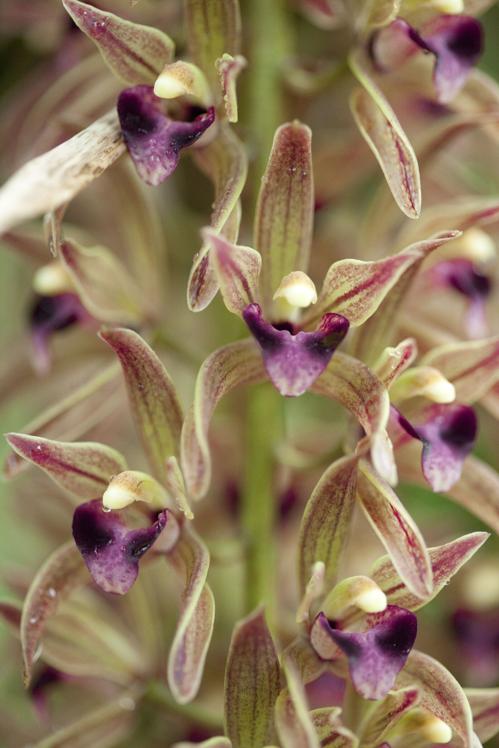 Canon EOS 5D Mark II sample photo. Orchid, flora, fauna photography