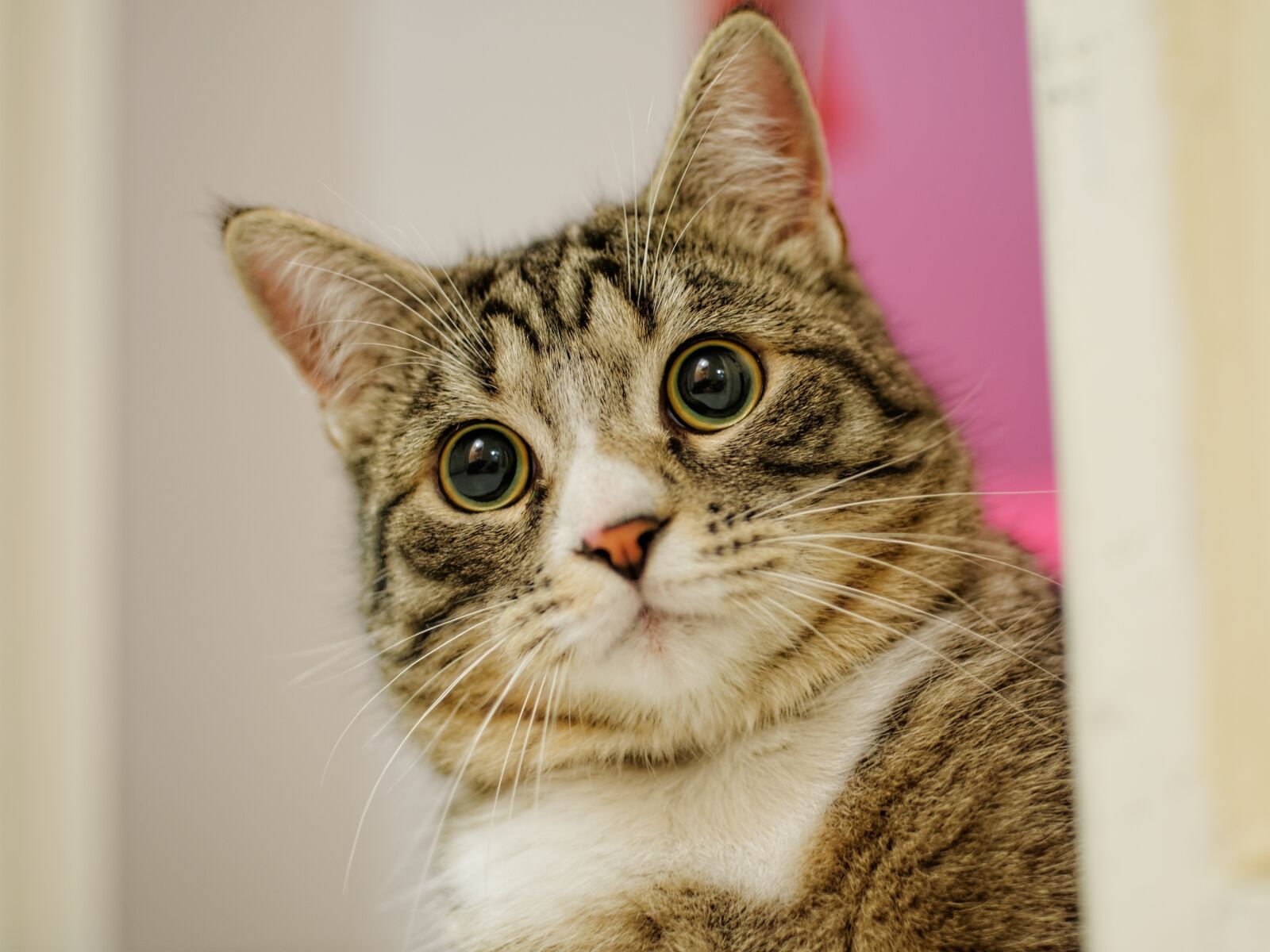 Nikon D300S sample photo. Animal, cute, cat photography