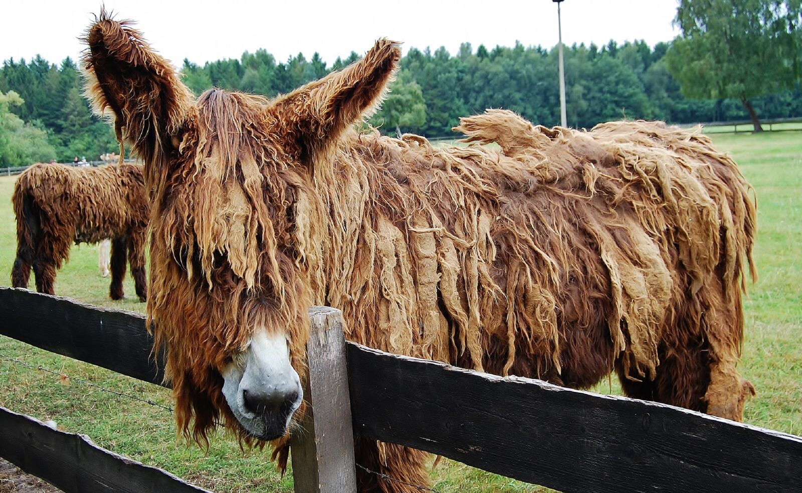 Nikon D40 sample photo. Donkey, long hair donkey photography