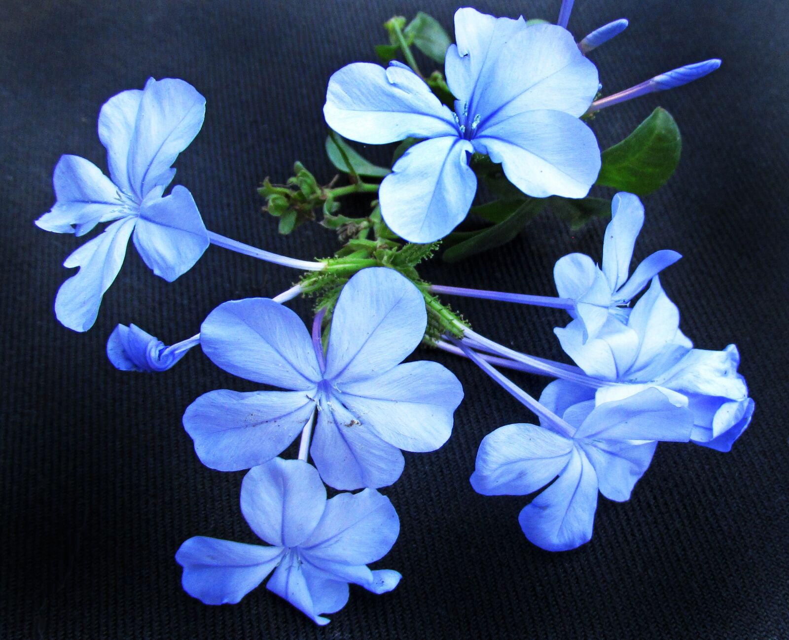 Canon PowerShot SX170 IS sample photo. Flower, blue, plumbago photography
