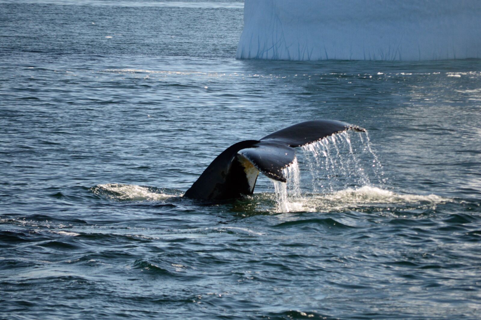 Nikon D3200 sample photo. Antarctica, whale, tail photography