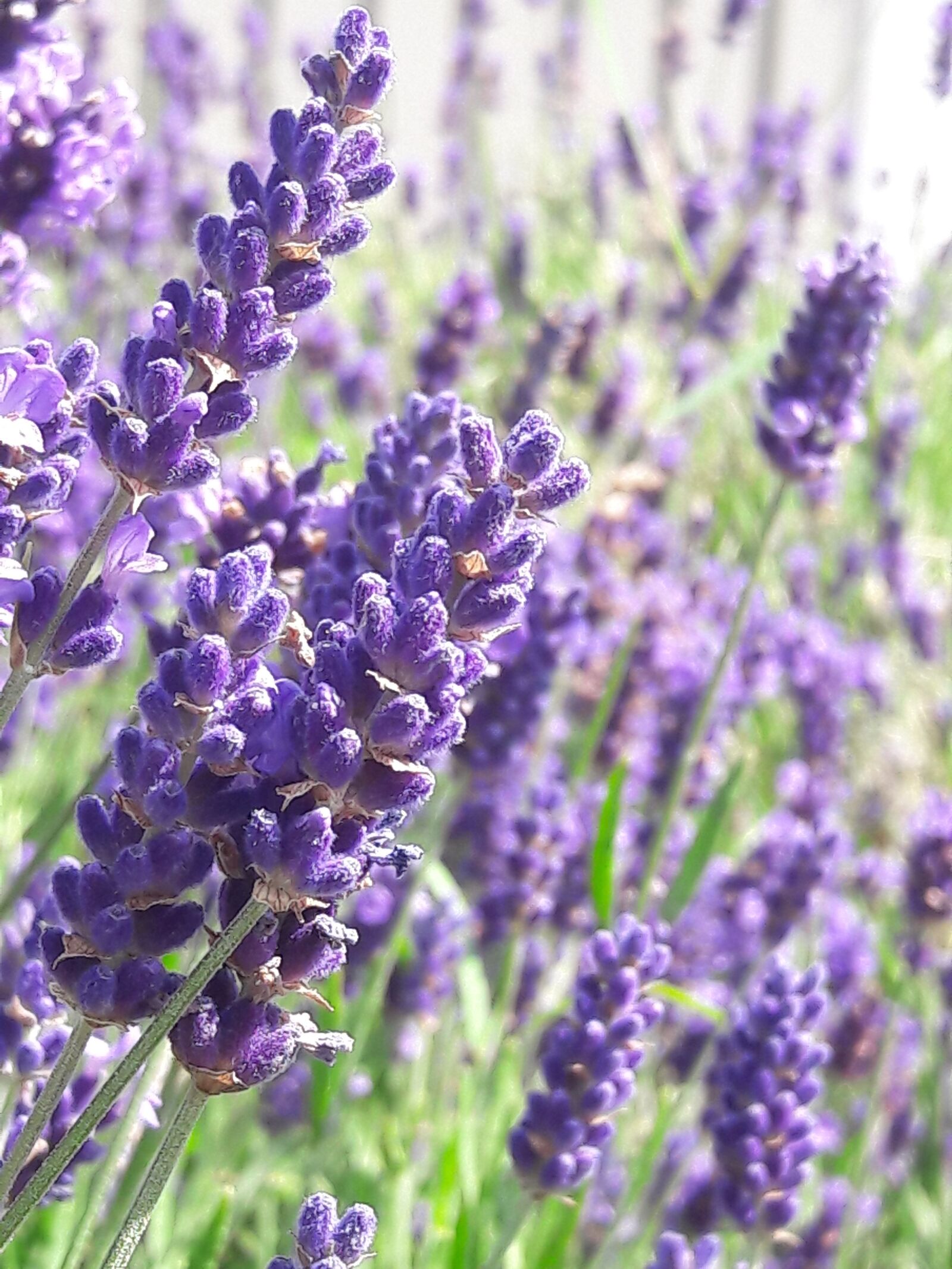 Samsung Galaxy A5(2016) sample photo. Spring, lavender, flower photography
