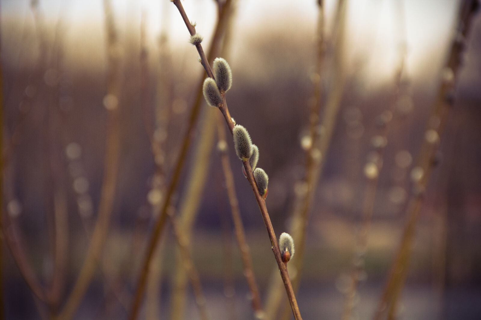 Canon EOS 600D (Rebel EOS T3i / EOS Kiss X5) sample photo. Catkins, spring photography