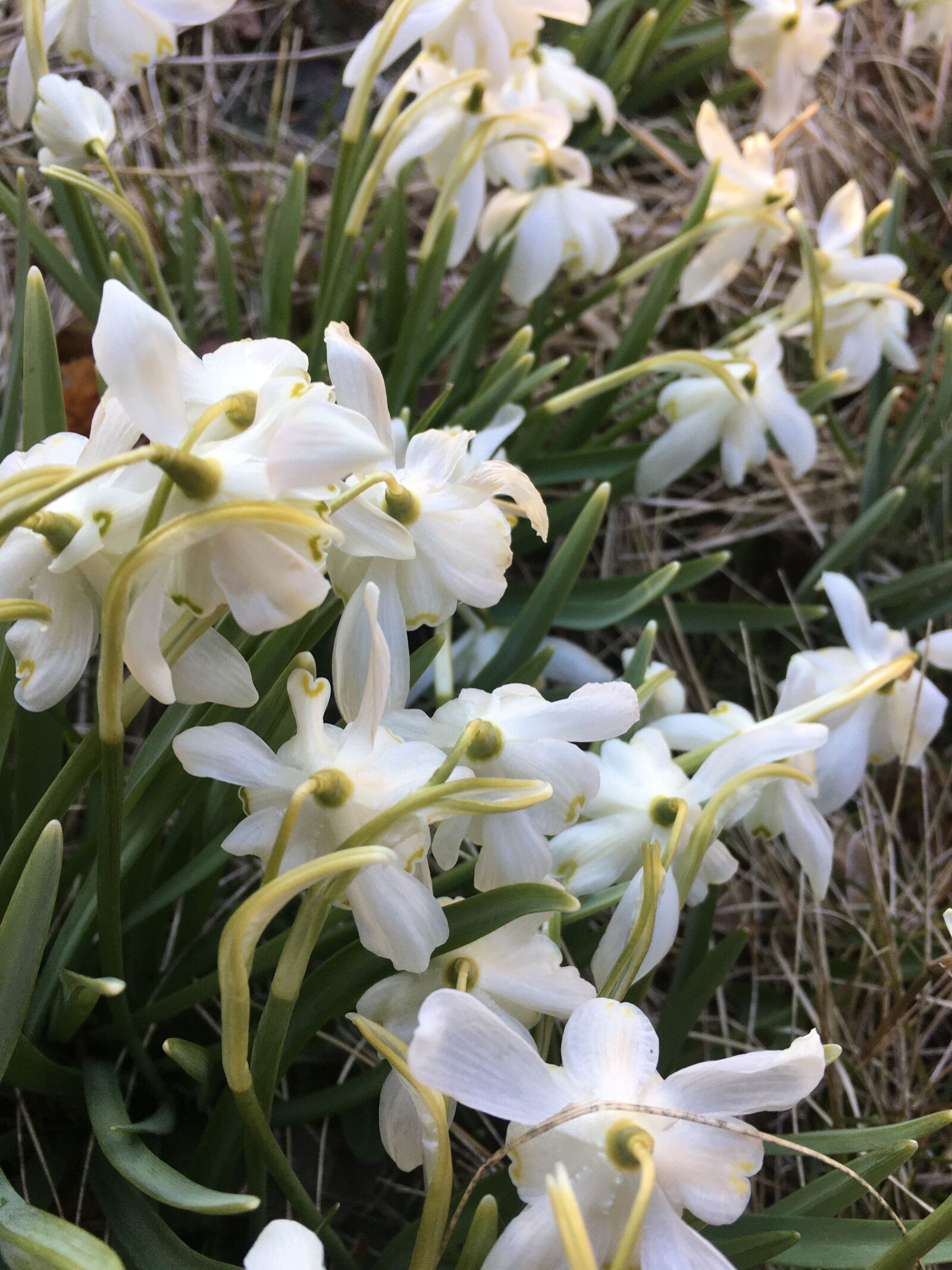 Apple iPhone 6s sample photo. Snowdrops, winter flowers, white photography