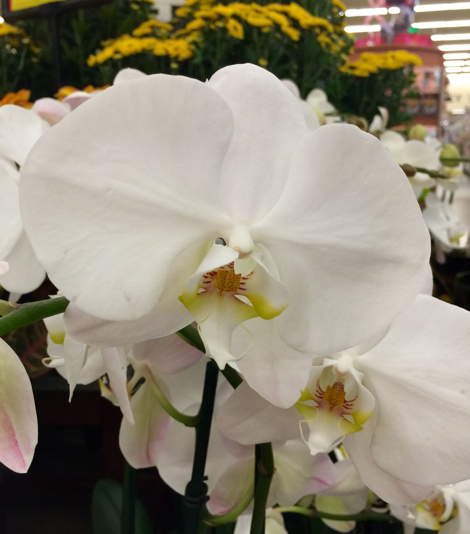 iPhone 6 Plus back camera 4.15mm f/2.2 sample photo. Bloom, blossom, close, flower photography