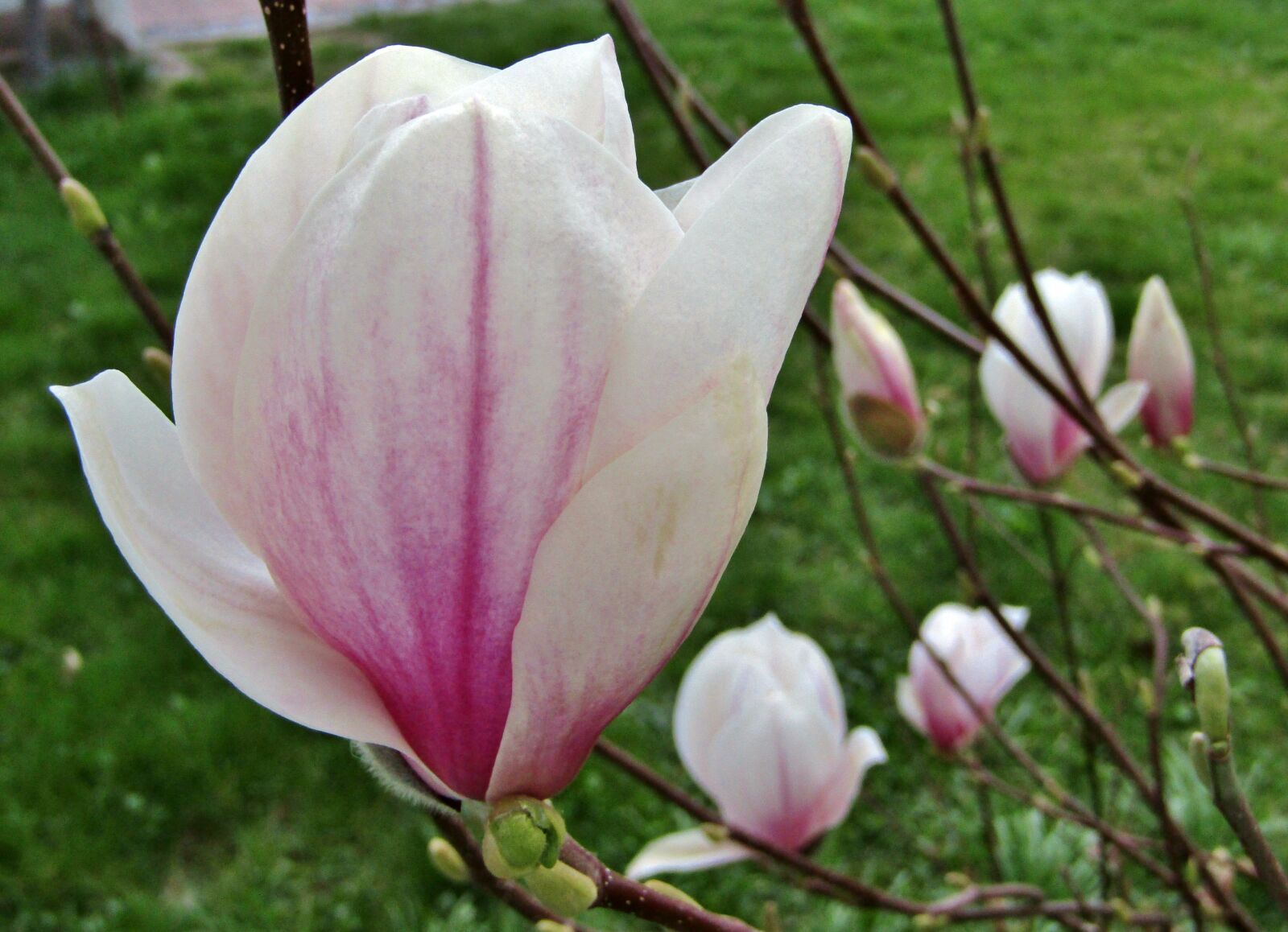 Canon POWERSHOT SX432 IS sample photo. Flower, nature, plant photography