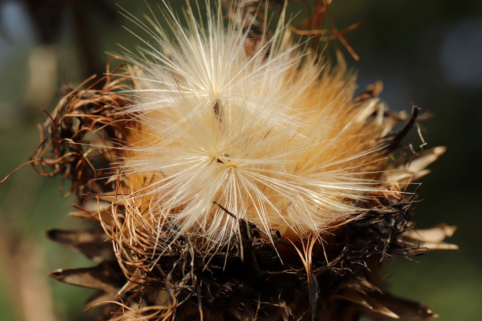 Canon EOS 800D (EOS Rebel T7i / EOS Kiss X9i) sample photo. Artichoke, artischockenheu, artichoke flower photography