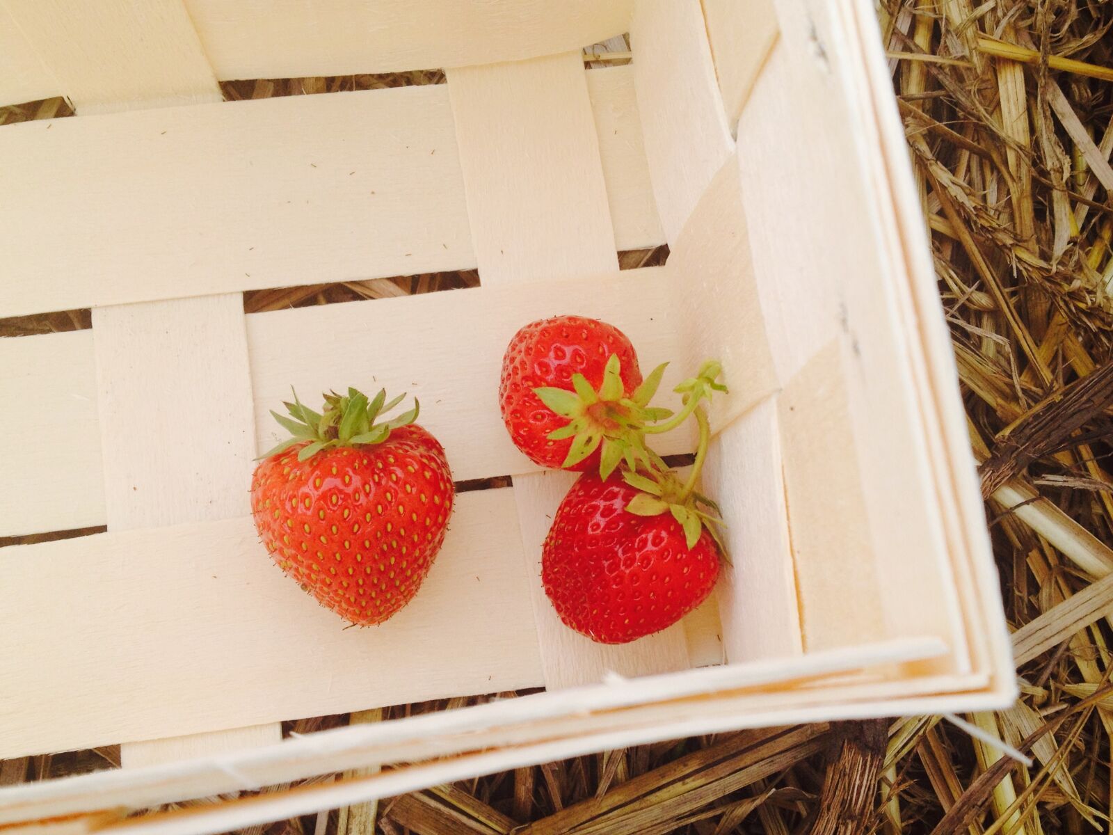 Apple iPhone 4S sample photo. Strawberries, strawberry field, strawberry photography