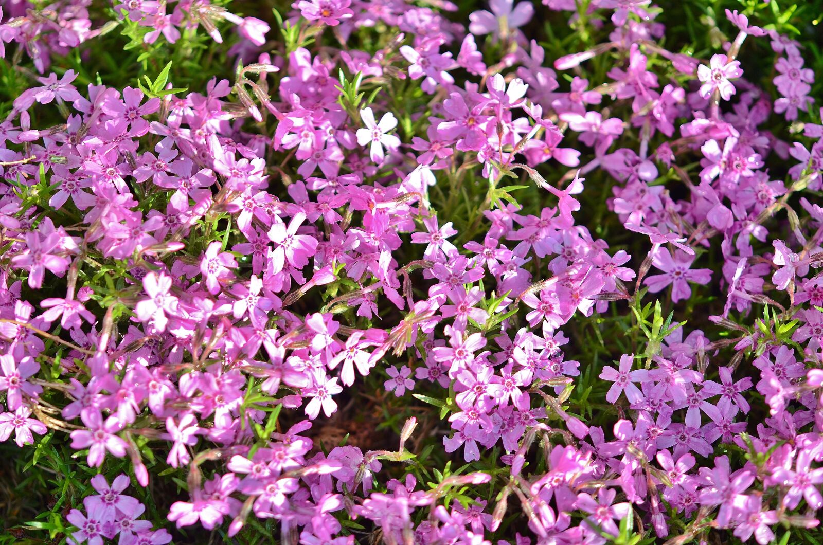 Nikon D7000 sample photo. Flower, spring, nature photography