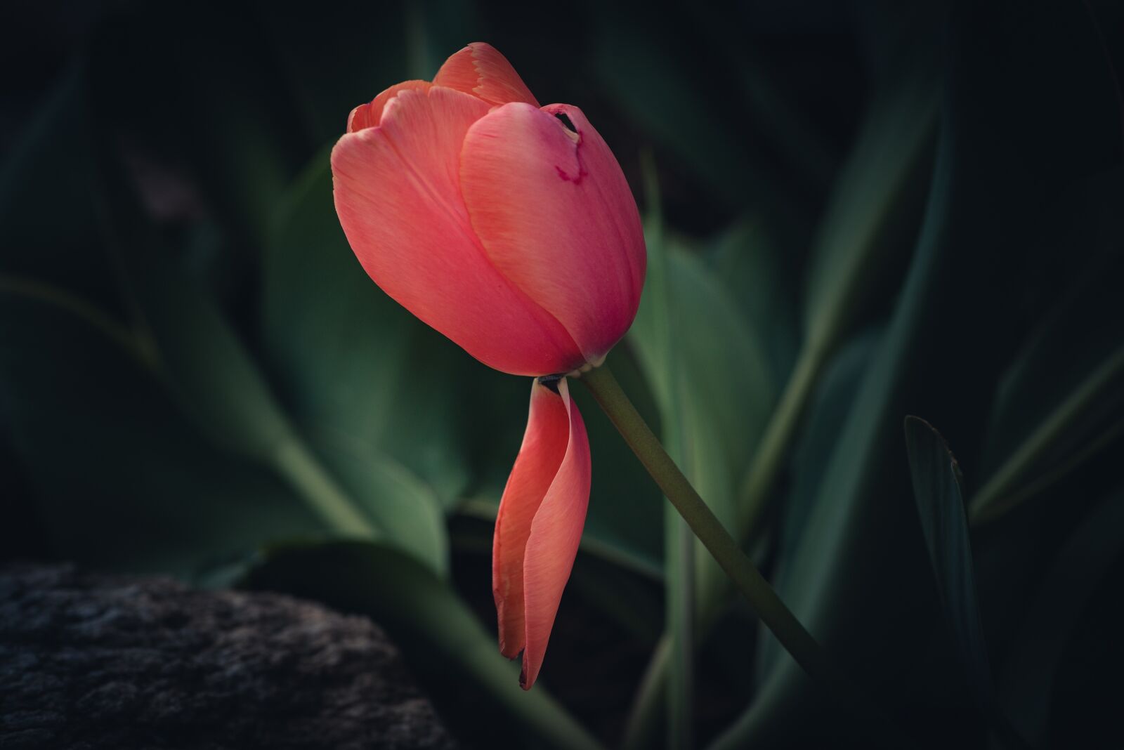 Nikon D750 sample photo. Tulip, flower, blossom photography