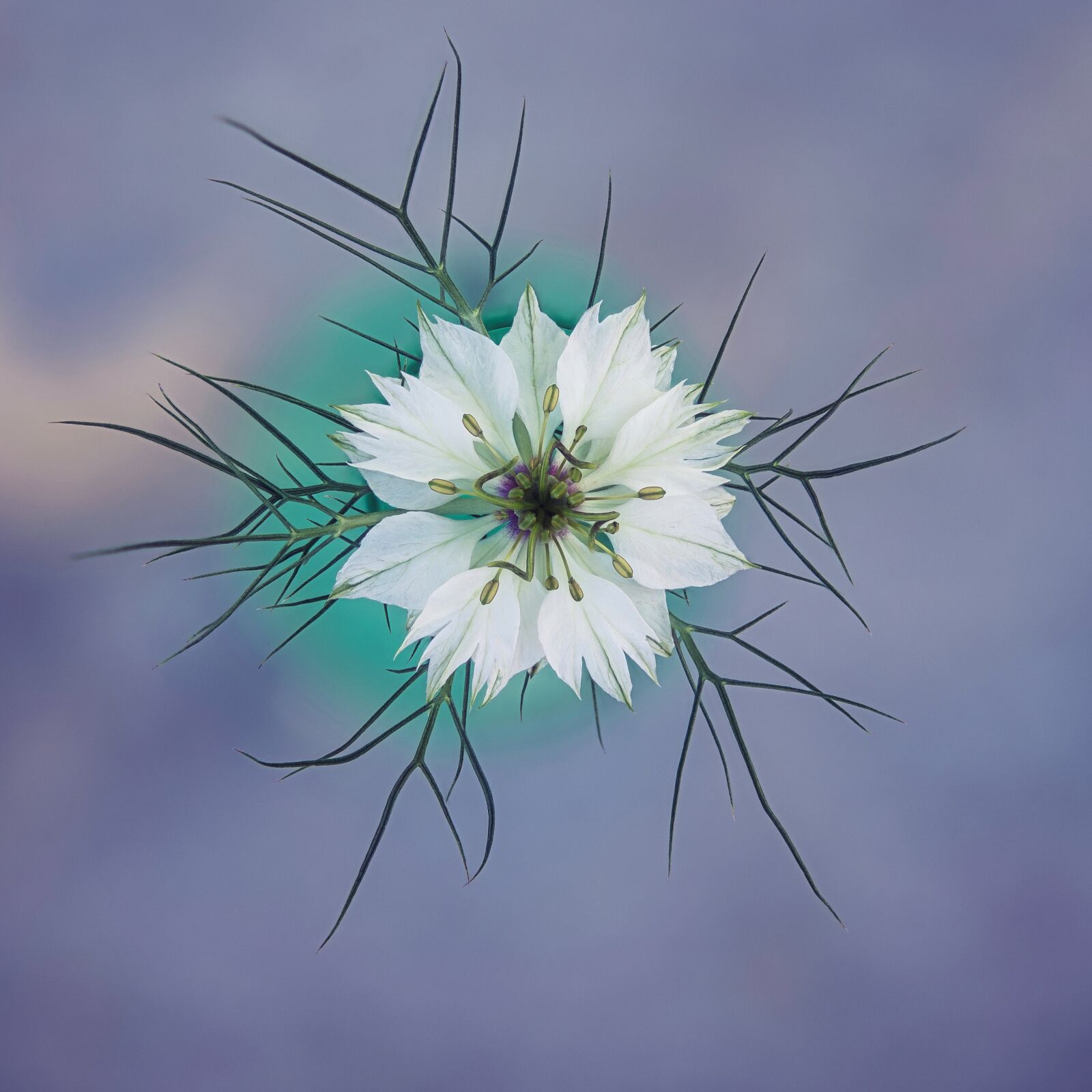 Nikon Z6 sample photo. Garden plant, hahnenfu gew photography