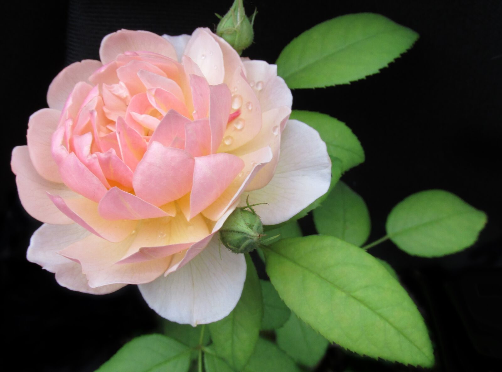 Canon PowerShot SX170 IS sample photo. Flower, pink, rose photography