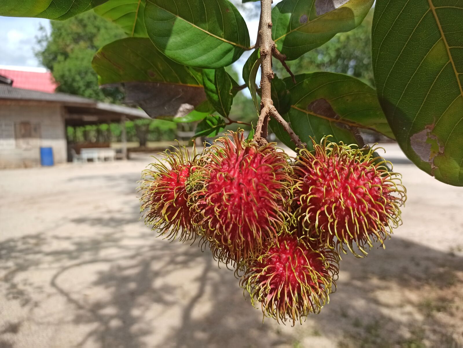 Xiaomi Redmi Note 8 Pro sample photo